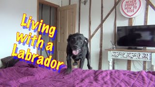 All About living with Percy the Black Labrador Retriever cute [upl. by Nahtanoj420]