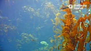 Kelp Cam and Carry On  Monterey Bay Aquarium Kelp Forest Live Cam [upl. by Stanleigh]