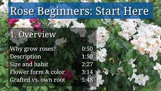 Introduction to Roses for Beginners [upl. by Adabel]