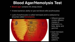 Microbiology HemolysisBlood Agar [upl. by Altis747]