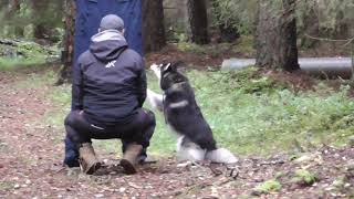 Finsk Lapphund MH [upl. by Ransom]