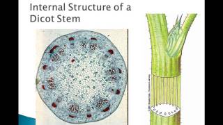 Plant Parts and Functions [upl. by Latreese]