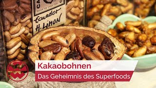 Kakaobohnen Das Geheimnis des Superfoods  GenussMomente  Welt der Wunder [upl. by Ianahs85]