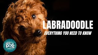 Labradoodle Dog Breed Guide  Dogs 101  Labradoodle [upl. by Flita536]