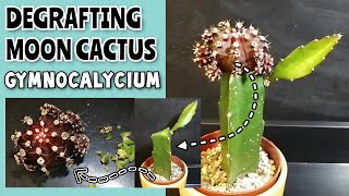 DEGRAFTING Moon Cactus  Degrafting Gymnocalycium mihanovichii  Separating cactus from ROOTSTOCK [upl. by Hplodnar]