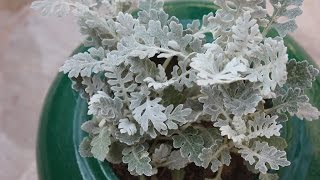 Care for a Dusty Miller Plant Silver Dust [upl. by Miksen372]