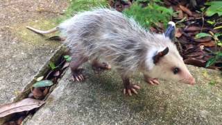 Adorable baby possum pays a visit in New Orleans [upl. by Eneres]