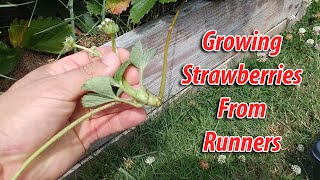 How To Grow Strawberries From Runners  Tips and Tricks 2019 [upl. by Small198]