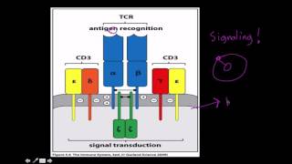 Immunology T cell receptor structure and function [upl. by Attenov]