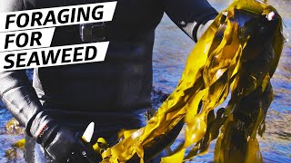 How Chef Jacob Harth Harvests and Cooks Wild Seaweed — Deep Dive [upl. by Kenna284]