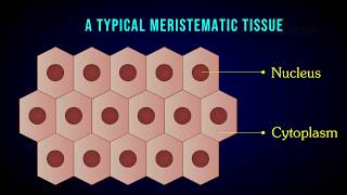 MERISTEMATIC TISSUE  Characteristic  Apical  Intercalary  Lateral meristem [upl. by Bora762]