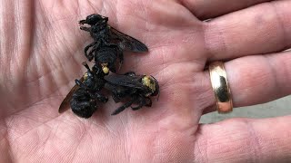 Easy way to get rid of carpenter bees [upl. by Yeoz]