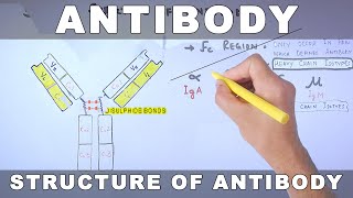 Antibody [upl. by Sterling]