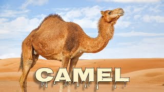 Camel sounds [upl. by Lena]