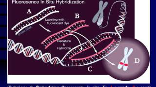 GENETIQUE Hybridation moléculaire et sondes [upl. by Anaehr]