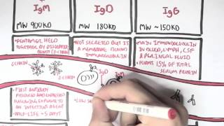 Immunology  Antibodies Function [upl. by Adilem]