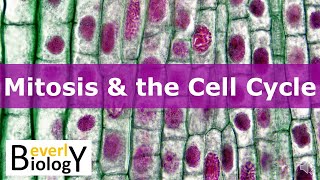 Mitosis amp the Cell Cycle updated [upl. by Aiht514]