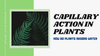 Capillary Action in Plants [upl. by Nuncia]