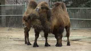 Bactrian Camels [upl. by Nwahsad]