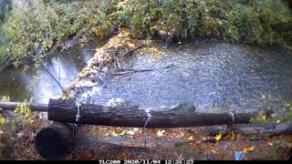 Salmon Break Through a Beaver Dam [upl. by Giverin]