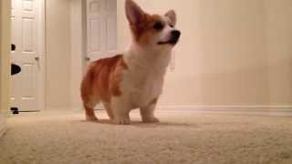 Pembroke welsh corgi puppy playing fetch [upl. by Coralie]