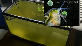 Raising Daphnia for the Freshwater Aquarium [upl. by Ahsilaf]