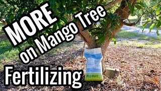 MORE on Mango Tree Fertilizing WHEN to Fertilize [upl. by Ttesil]