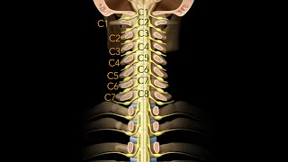 Spinal Tumor Symptoms amp Reasons [upl. by Adala]