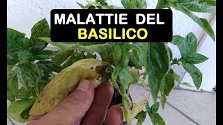 LE MALATTIE DEL BASILICO [upl. by Kinsler]