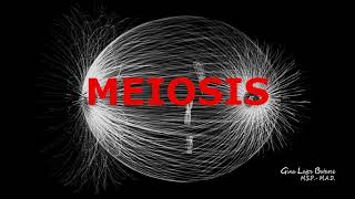 MEIOSIS  3d Animation [upl. by Nelson]