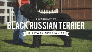 ALL ABOUT BLACK RUSSIAN TERRIERS MILITARY MADE MILITARY GRADE [upl. by Juliann892]