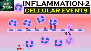 INFLAMMATION Part 2 Cellular Events Leukocyte Recruitment [upl. by Nnhoj]