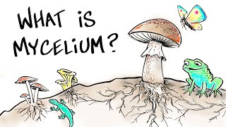 What is Mushroom Mycelium [upl. by Lalita427]