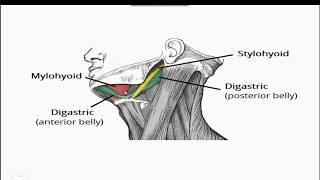 Submandibular Region Lecture  Submandibular Gland Submandibular Ganglion Sublingual Gland [upl. by Nosidam]