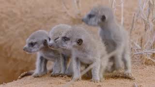 Animals Surviving in The Desert of South West Africa  Nat Geo Documentary HD 1080p [upl. by Enayd371]