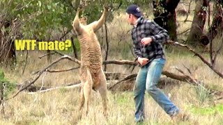 Ozzy Man Reviews Man Punches Kangaroo [upl. by Jareb]