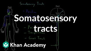 Trigeminal Nerve Anatomy  The Ophthalmic Nerve [upl. by Barret]