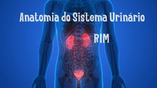 Anatomia do sistema urinário  RIM [upl. by Oimetra]