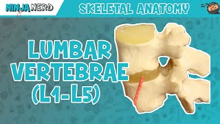 Lumbar Vertebrae L1L5 Anatomy [upl. by Anig292]