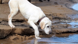 Labrador Retriever Puppy  Training Overview [upl. by Edgardo]