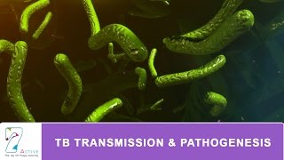 TB TRANSMISSION amp PATHOGENESIS [upl. by Alyos]