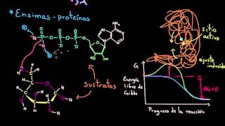 Enzimas  Energía y enzimas  Biología  Khan Academy en Español [upl. by Polky]