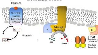 How Hormones Use Gprotein Signaling Pathways A Video Review of the Basics [upl. by Liddie6]