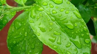 Foliar Feeding and Fertilizing your plants  Benefits and the science [upl. by Hnacogn]