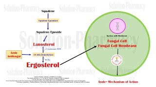 Azole  Imidazole and Triazole Mechanism of Action  Antifungal Medicines  Azole Antifungal Drugs [upl. by Anitreb346]