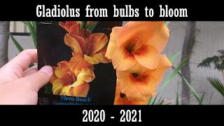 Gladiolus from bulbs to bloom 2020  2021 [upl. by Evangelina250]