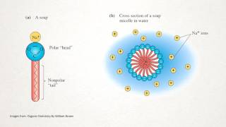 How does Soap Work [upl. by Mylo]