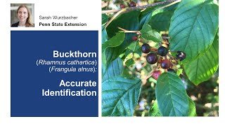 Buckthorn Accurate Identification [upl. by Ainnek]