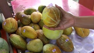 Tang Thai Muskmelon  Cucumis melo L  HD Video [upl. by Mezoff868]