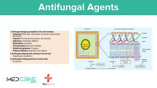 Antifungal Drugs pharmacology simplified [upl. by Ansilma]